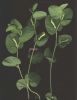 Aristolochia_navicularis_1.jpg