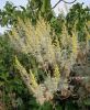 Artemisia arborescens (2).jpg