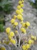 Artemisia arborescens (9).jpg