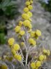 Artemisia arborescens (9)~0.jpg