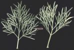 Artemisia arborescens 1.jpg