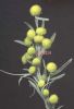 Artemisia arborescens infior.jpg