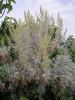 Artemisia arborescens nn (5).jpg