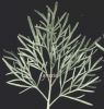 Artemisia arborescens.jpg