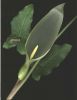 Arum italicum 001.jpg