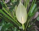 Arum maculatum (2).jpg