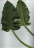 Arum pictum (foglie).jpg