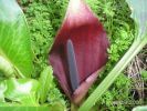 Arum pictum cc (13).jpg