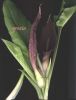 Arum pictum s.n.jpg