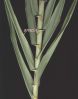 Arundo donax~0.jpg