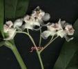 Asclepias fruticosa fiori.jpg