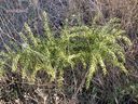 Asparagus_acutifolius_28129.jpg