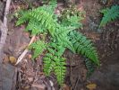 Asplenium obovatum.jpg