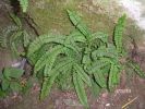 Asplenium tricomanes a.jpg