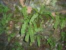 Asplenium tricomanes l.JPG