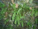 Asplenium tricomanes l~0.JPG