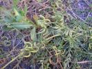 Astragalus hamosus Cast. (1).jpg