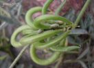 Astragalus hamosus.jpg