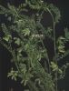 Astragalus_pelecinus~0.jpg