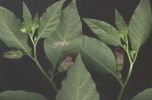 Atropa belladonna infior 3.jpg