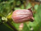 Atropa belladonna w (6).jpg