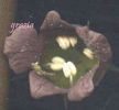 Atropa belladonna~0.jpg