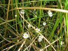 Baldellia ranunculoides (2).jpg