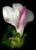Bellardia trixago fiore.jpg