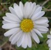 Bellis annua ++.jpg