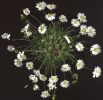 Bellis annua 1.jpg