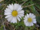 Bellis annua~0.jpg