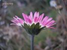 Bellis perennis (18).JPG