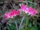 Bellis perennis (25).JPG