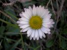 Bellis perennis (3).JPG