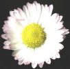 Bellis perennis fiore x120.jpg