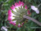 Bellis perennis ok (138).jpg