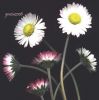 Bellis perennis ok (172).jpg