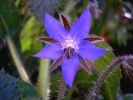 Borago officinalis 3 (2).JPG