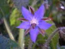 Borago officinalis a (1).jpg