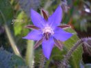 Borago officinalis a (1)~0.jpg