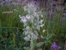 Borago officinalis albina C. (3).jpg