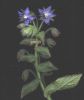 Borago officinalis n 008~0.jpg