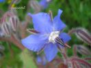 Borago officinalis~0.jpg