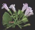 Calamintha nepeta infior.jpg