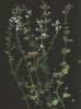 Calamintha nepeta s.n.jpg