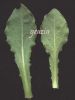Calendula arvensis 001.jpg
