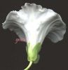 Calystegia saepium fiore prof.jpg