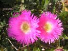 Carpobrotus acinaciformis S. (6).jpg