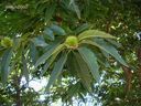 Castanea_sativa_nm_28229.jpg