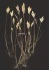 Catapodium siculum.jpg